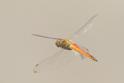 Pantala flavescens (Wandering Glider) male 3.JPG